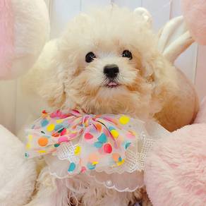 Toy Poodle