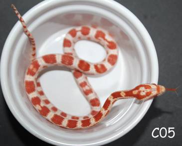 Corn snake for sell
