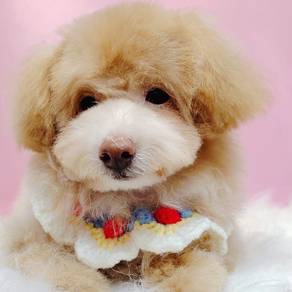 Maltipoo