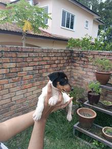 Jack Russell 