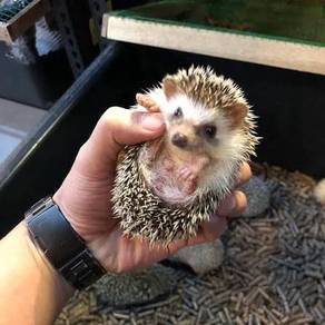 Hedgehog Landak Mini 