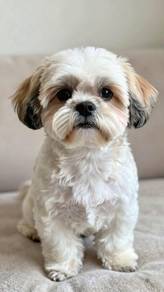 B9744 Furry Shih Tzu / Shihpoo / Cute / Tricolor /