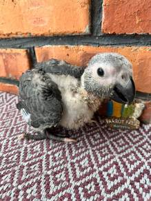 African grey