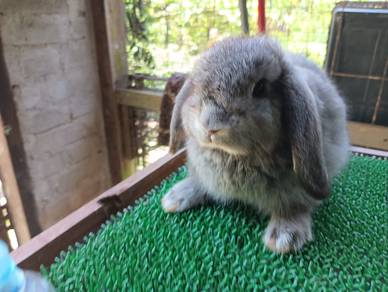 Arnab Holland Lop 