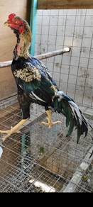 ayam 