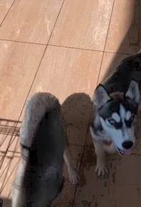 Siberian Husky female puppies