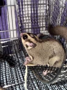 Sugar Glider White Face