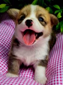 CORGI PUPPIES C125 Fluffy Male & Female
