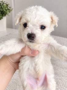 Bichon