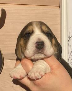 Beagle3