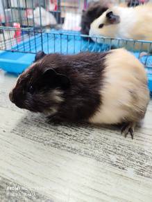 guinea pig betina