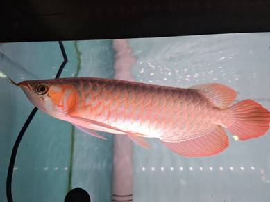 Kalimantan Red Arowana