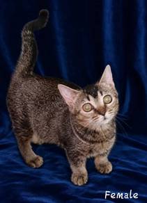 Munchkin short legs 