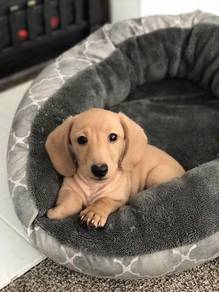 K1024 Prancy Daschund / Premium Sausage / Long Bod