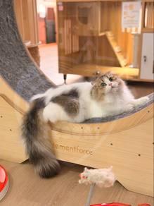 Kucing Scottish Fold Long Hair