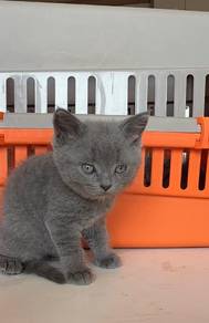 scottish straight blue male