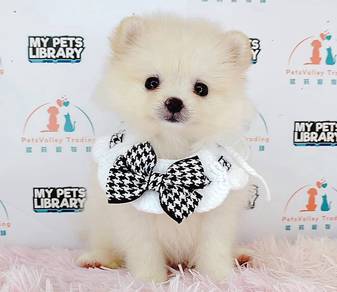 Pomeranian
