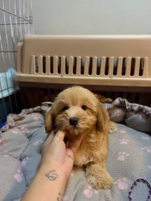 Male Maltipoo