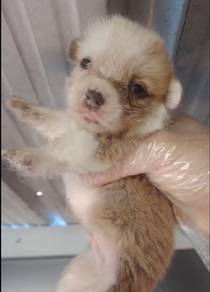 Corgi Male