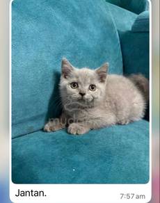 kucing british shorthair