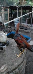 anak muda baka sabung,