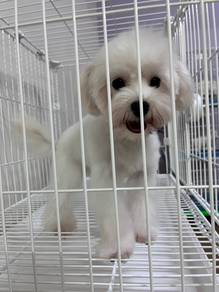 Maltipoo