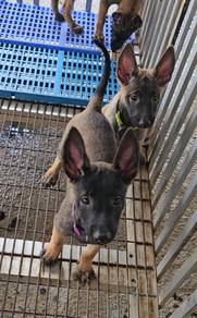 Belgium Shepherd Puppy
