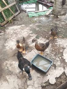itik kampung 4 ekor