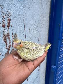 Cockateil pearl