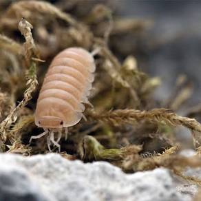 papaya isopod cubaris rumina