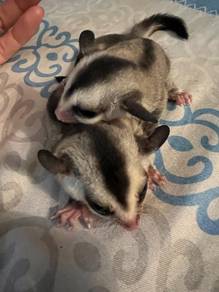 sugar glider white face 