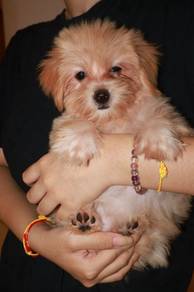 J0850 Silkese Precious Little Puppy