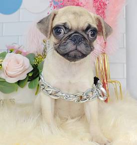 Pug