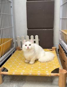 Pure White Munckin kitten