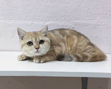 British shorthair female kucing betina