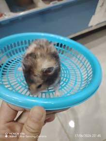 Golden hamster