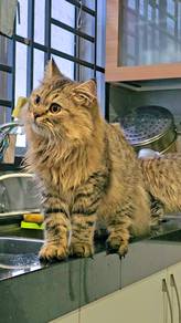kucing jantan blh