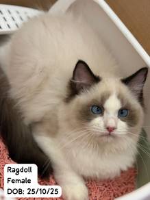 Ragdoll