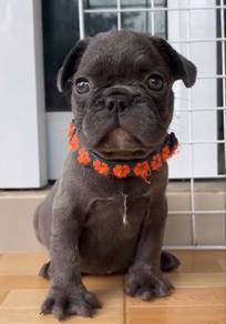 Blue French Bulldog