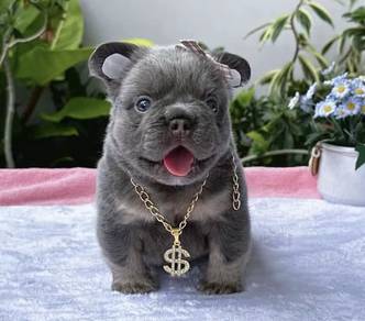 FRENCH BULLDOG PUPPIES 19🌻Premium Quality ~Fluffy