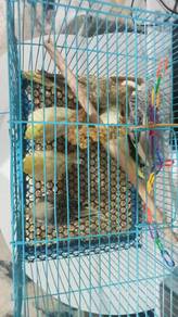 cockatiel jinak