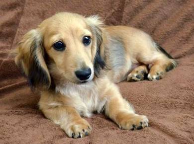 Dachshund ling haired sable color
