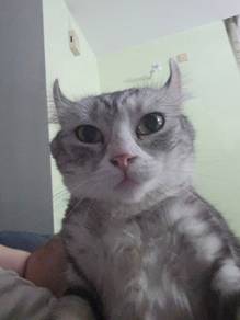 cat american british shorthair