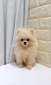 J0211 Pomeranian Cute Fox Face Puppy