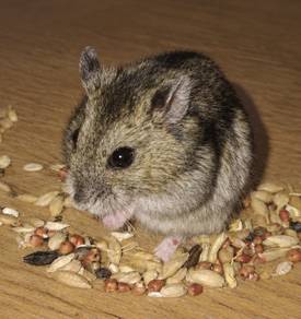 Hamsters for Sale
