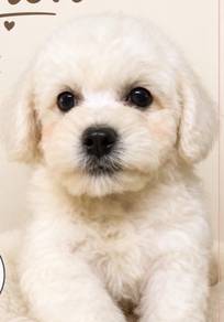 Bichon Female