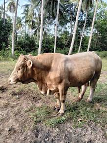 lembu carolis