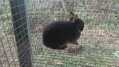 Netherlands dwarf rabbit