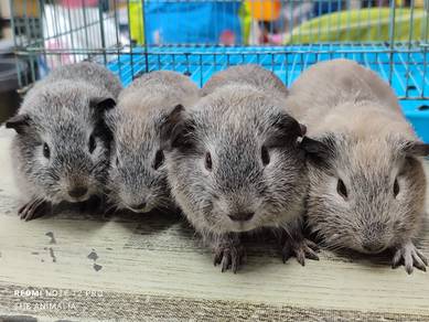 guinea pig jantan