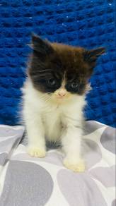 Kitten for Adopt Mixed Flat Face & American Cur